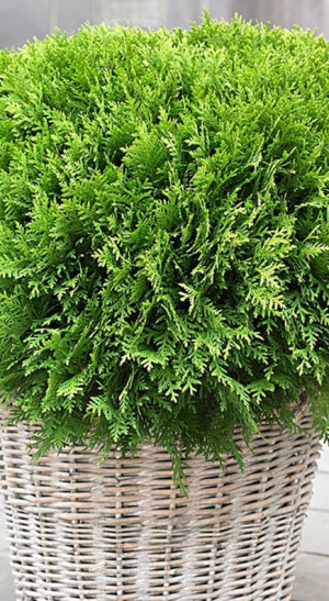Саженец туи западной Даника Thuja occ. Danica в конт. С3 (Т)