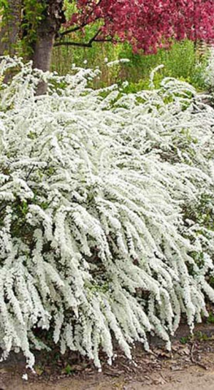 Саженец спиреи серой Грефшейм Spiraea cinerea Grefsheim в конт. С3 (Т)