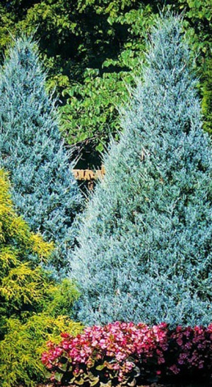 Саженец можжевельника скального 'Мунглоу' - Juniperus scopulorum Moonglow в конт. Р9 (Т)