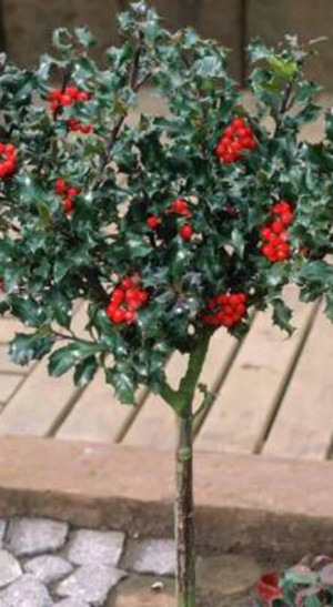 Саженец падуба Мезерва 'Блю Энджел' - Ilex meserveae 'Blue Angel' в конт. С3 (Т)