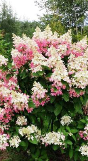 Саженец гортензии метельчатой Конфетти в конт. Р9 (ДР)