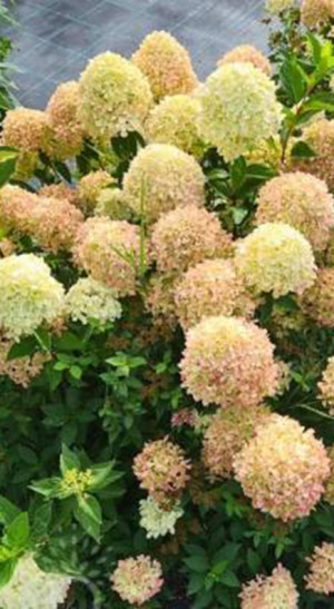 Саженец гортензии метельчатой Коттон Крим в конт. Р9 (ДР)