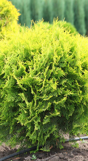 Саженец туи западной Golden Globe (Голден Глобе) (20-30см) в конт. С2 (ЗГ)