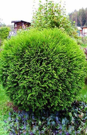 Саженец туи западной Вудварди в конт. С2,5 (25-30см) (ЗГ)