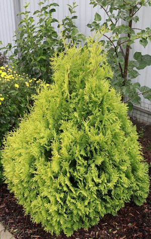 Саженец туи складчатой KORNIK (Корник) (20-30см) в конт. С2,5 (ЗГ)