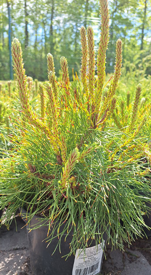 Саженец сосны горной var. Mughus (Мугус) (20-30см) в конт. С2 (ЗГ)