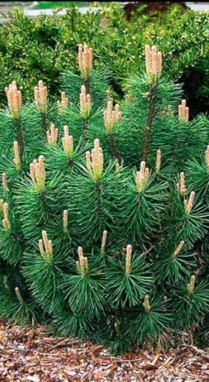 Саженец сосны горной var. Pumilio (Пумилио)(20-25см)в конт. С2,5  (ЗГ)