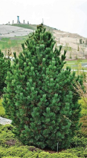 Саженец сосны кедровой (Cemba) (15-25см) в конт.С2 (ЗГ)