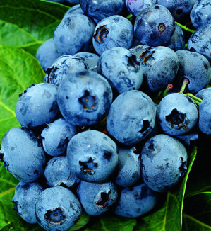 Саженец голубики Норткантри в конт., 2 года (ГО)