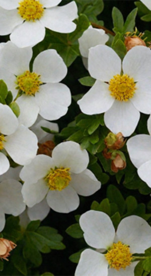 Саженец лапчатки Тифлор Крим в конт. С5 (НС)