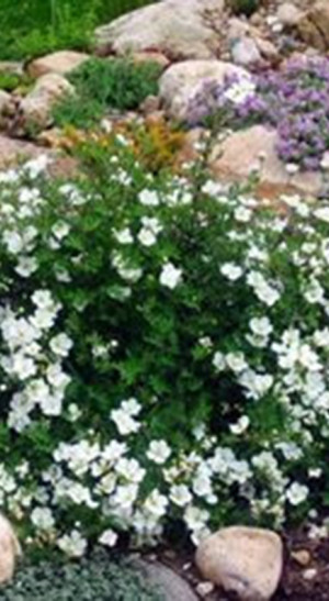 Саженец лапчатки Абботсвуд в контейнер С5 (НС)