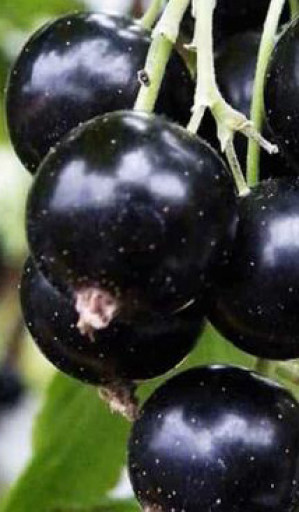 Саженец смородины черной Ядреная в конт. С2 (НС)