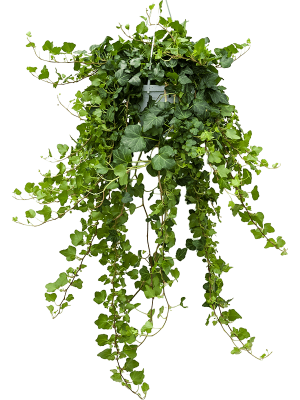 Растение Плющ в подвесном кашпо D19 (ЗГ)