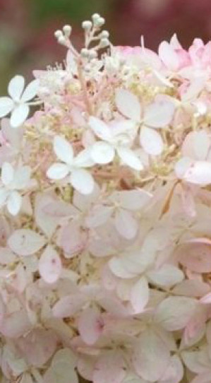 Саженец гортензии метельчатой Фантом (Phantom) в конт.Р9 (ДР)