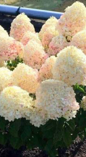 Саженец гортензии метельчатой Шугар Раш (Sugar Rush) в конт.Р9 (ДР)