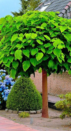 Саженец катальпы бигнониевидной (Catalpa bignonioides) в конт. С3 (Т)
