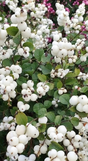 Саженец снежноягодника белого (Symphoricarpos albus) в конт. С3 (Т)