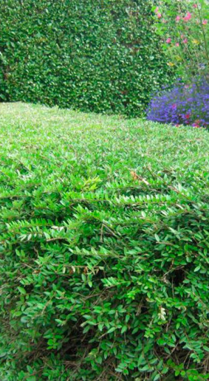Саженец бирючины обыкновенной Лоденс (Ligustrum vulg. Lodense) в конт. С3 (Т)