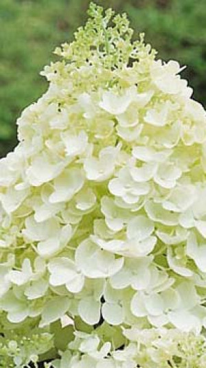 Саженец гортензии метельчатой Сильвер Доллар (Silver Dollar) в конт. Р9 (ПЦ)