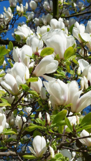 Саженец магнолии Суланжа (Magnolia soulangeana) в конт. С3 (Т)