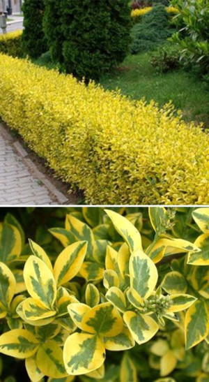 Саженец бирючины овальнолистной Ауреум (Ligustrum oval. 'Aureum) в конт. Р9 (Т)