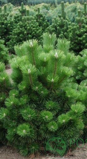 Саженец cосны Тунберга (Pinus thunbergii) в конт. Р9 (Т)
