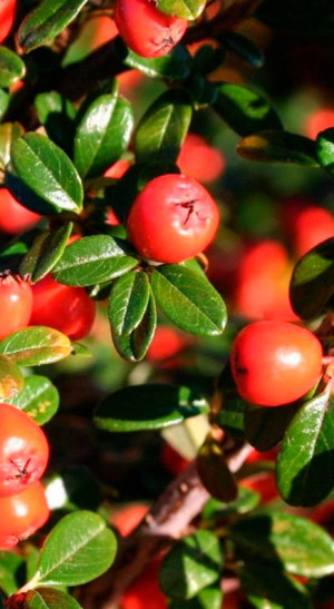 Саженец кизильника Даммера Корал Бьюти Cotoneaster radicans Eichholz (Т)