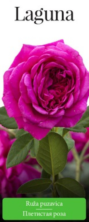 Розы саженцы плетистая Laguna