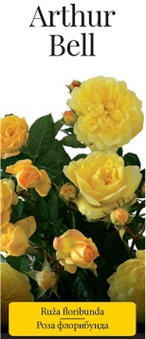 Розы саженцы флорибунда Arthur Bell