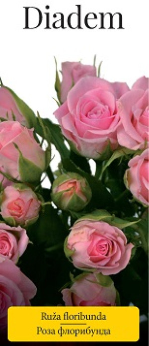 Розы саженцы флорибунда Diadem