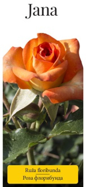 Розы саженцы флорибунда Jana