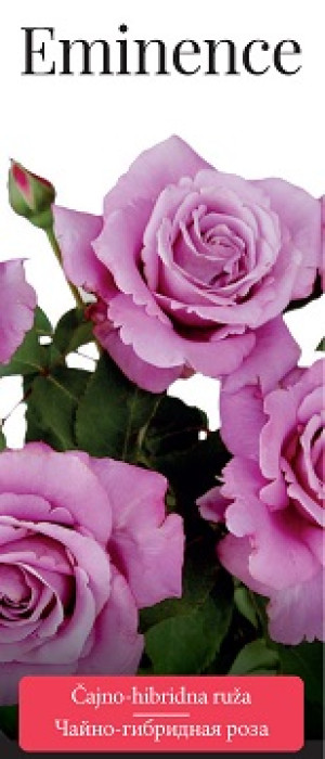 Розы саженцы чайно-гибр Eminence