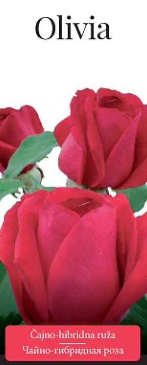 Розы саженцы чайно-гибр Olivia