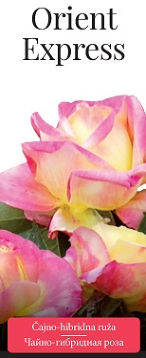 Розы саженцы чайно-гибр Orient Express