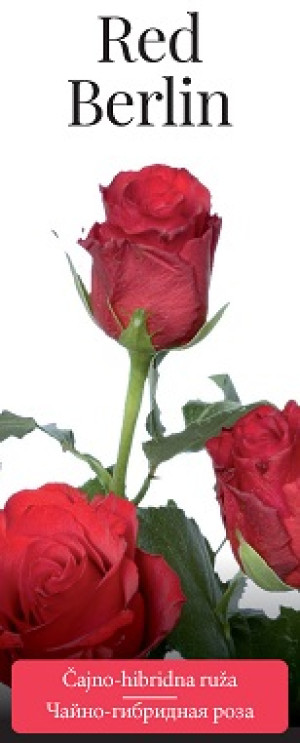 Розы саженцы чайно-гибр Red Berlin