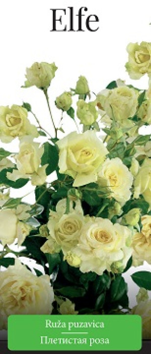 Розы саженцы плетистая Elfe