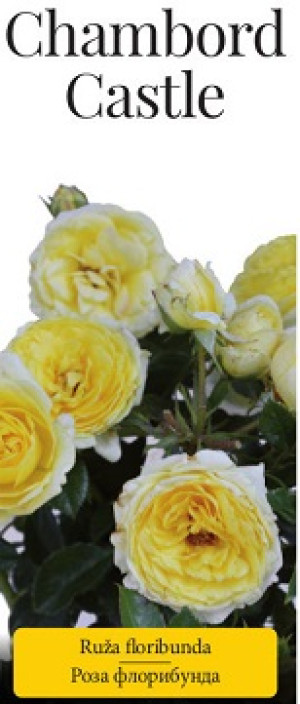 Розы саженцы флорибунда Chambord Castle