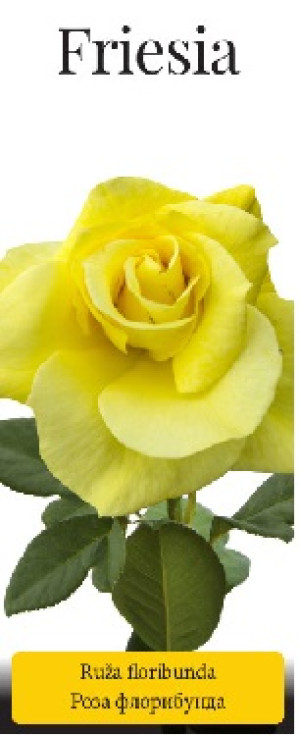 Розы саженцы флорибунда Friesia