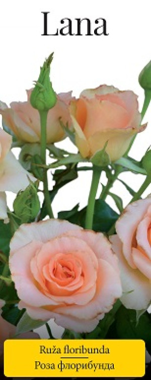 Розы саженцы флорибунда Lana