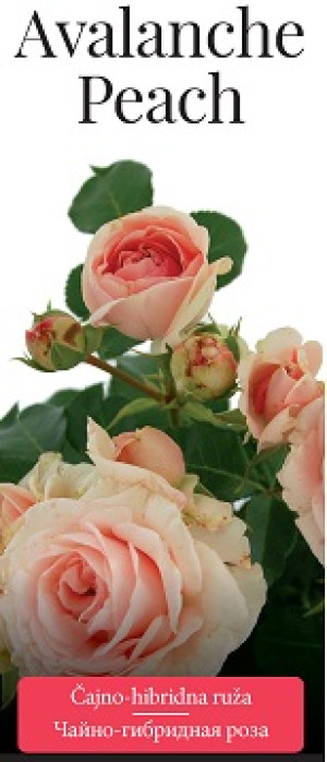 Розы саженцы чайно-гибр Avalanche Peach
