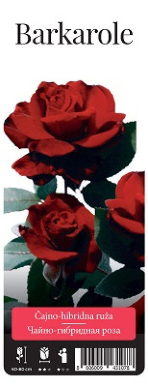 Розы саженцы чайно-гибр Barkarole