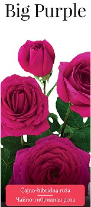 Розы саженцы чайно-гибр Big Purple