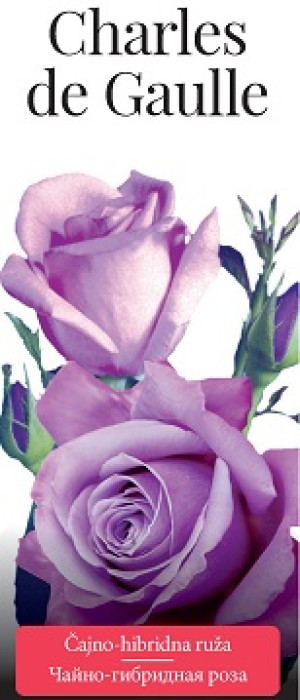 Розы саженцы чайно-гибр Charles de Gaulle