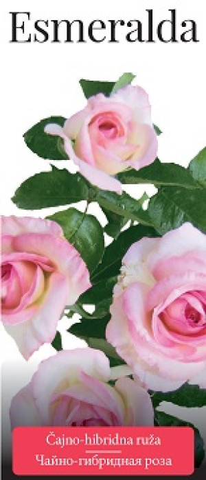 Розы саженцы чайно-гибр Esmeralda