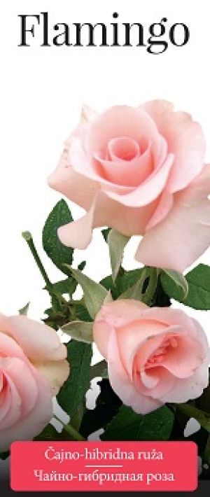 Розы саженцы чайно-гибр Flamingo