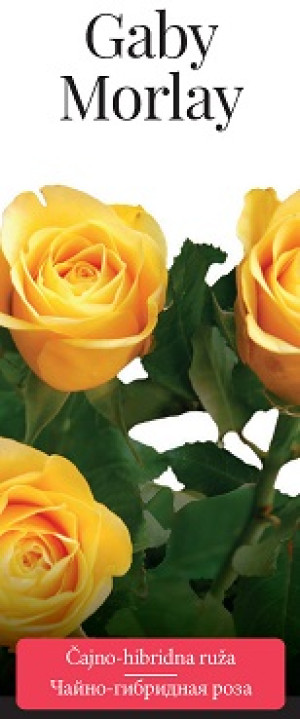 Розы саженцы чайно-гибр Gaby Morlay