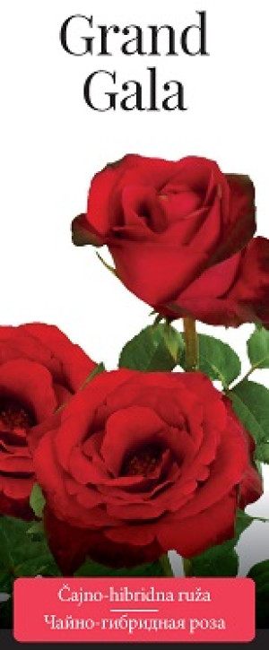 Розы саженцы чайно-гибр Grand Gala