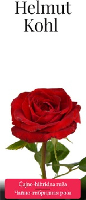 Розы саженцы чайно-гибр Helmut Kohl
