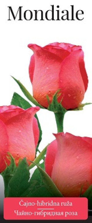 Розы саженцы чайно-гибр Mondiale