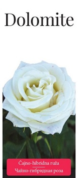 Розы саженцы чайно-гибр Dolomite